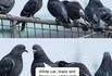 Pigeongeons machiavéliques