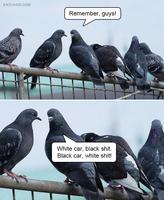 Pigeongeons machiavéliques