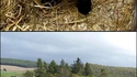 Moutons mignons ou flippants ?