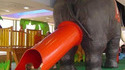 Toboggan éléphant