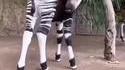 Okapi 