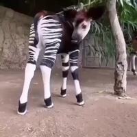 Okapi 
