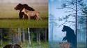 Un ours brun et un loup aperçus en train de chasser ensemble et de se partager le butin pendant 10 jours en Finlande