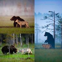 Un ours brun et un loup aperçus en train de chasser ensemble et de se partager le butin pendant 10 jours en Finlande