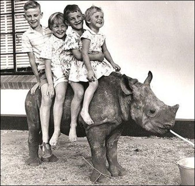 Un rhinocéros de compagnie pour amuser vos enfants !