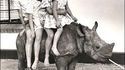 Animal de compagnie