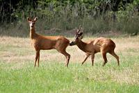 Cheri, on nous regarde !!