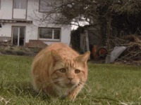 Wiggle Wiggle Wiggle