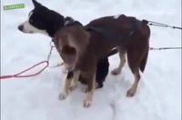 Complainte animale