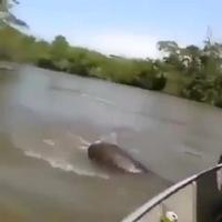 Petit serpent
