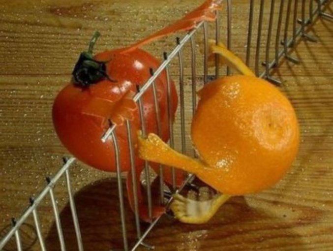 Une tomate et une orange qui devront vivre leur amour séparées par une grille.