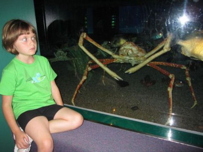 Dit le crabe araignée à la petite fille.