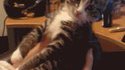 Chat qui n'aime pas les bisous