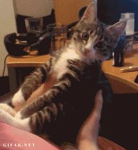 Chat qui n'aime pas les bisous