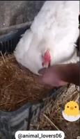 Pire que les poussins aux seins brûlés 