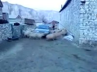 Les moutons envahisseurs