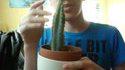 Internet mange un cactus