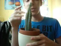 Internet mange un cactus