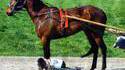 Mini cheval