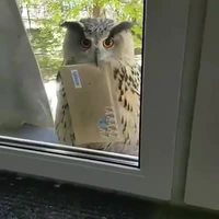 Kan ta lettre d'acceptation de Poudlard arrive enfin