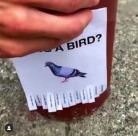 Marre d'être un pigeon ?