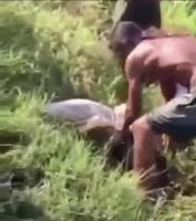 L'histoire de Pif le poiscaille.