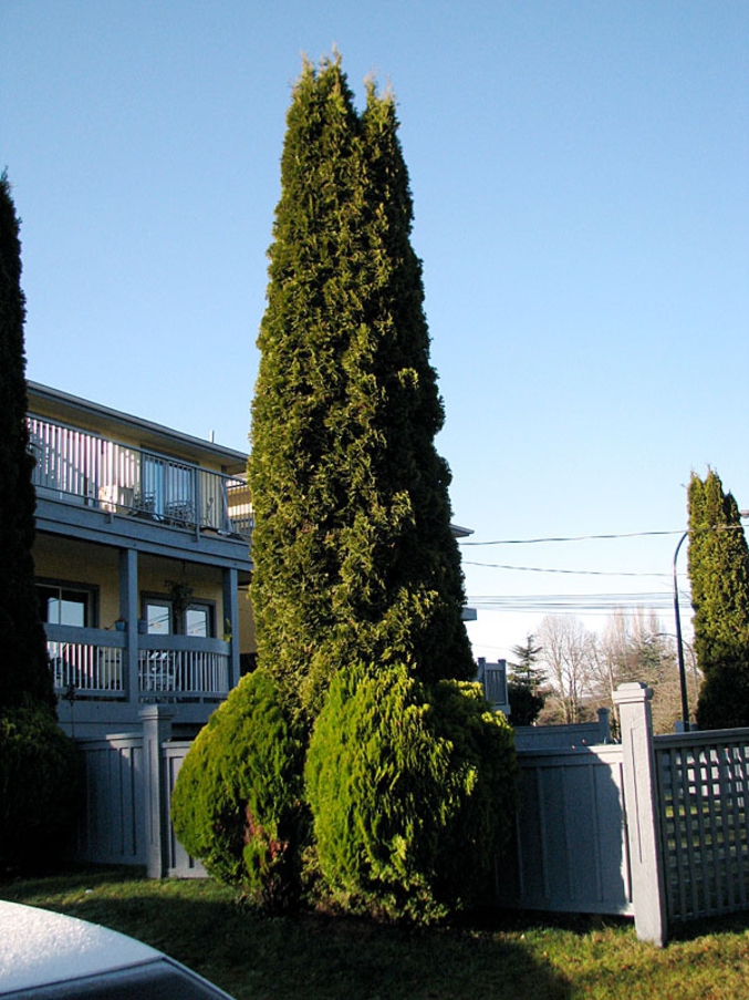 Il l'air plus grand quand on taille le buisson.