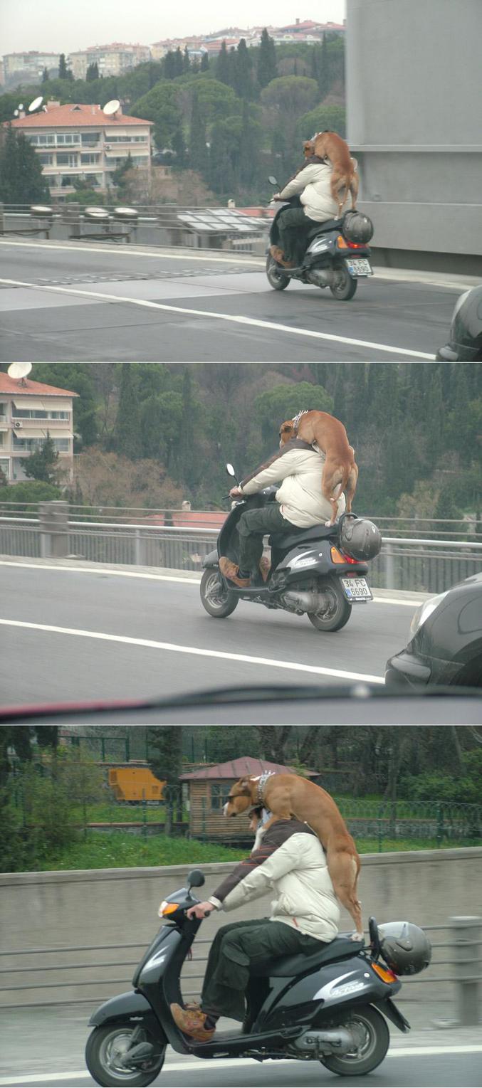 Un type transporte son chien d'une manière assez risquée.