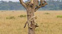 Arbre à gros chat