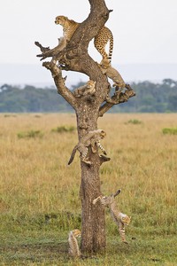 Arbre à gros chat