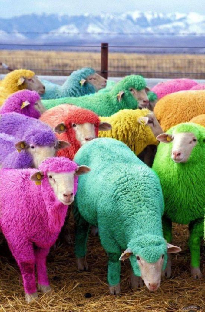 C'est comme ça qu'on fait des pelotes de laine de couleurs différentes ?