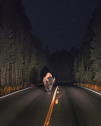 Rencontre avec Bison plus ou moins futé IRL
