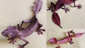 "Gecko -Feuille" de Magagascar