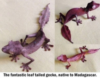 "Gecko -Feuille" de Magagascar