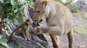 La lionne et le singe