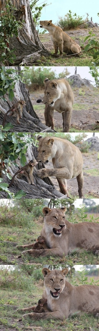 La lionne et le singe