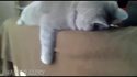 Planking cat