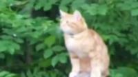 Kan ton chat n'est pas castré