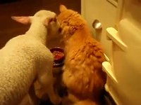 Chat Vs. agneau