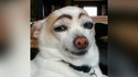 des chiens...