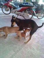 Le Jeudi, c'est aussi fait pour les chiens...