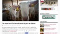 Un avion forcé d'atterrir à cause de... pets de chèvre