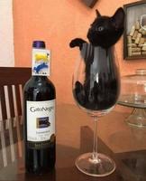 Le vin rouge "Chat noir" est à siroter avec modération