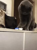 incroyable mais vrai !