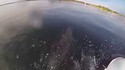 Un dauphin s'amuse avec un jet-ski 