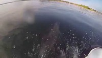 Un dauphin s'amuse avec un jet-ski 