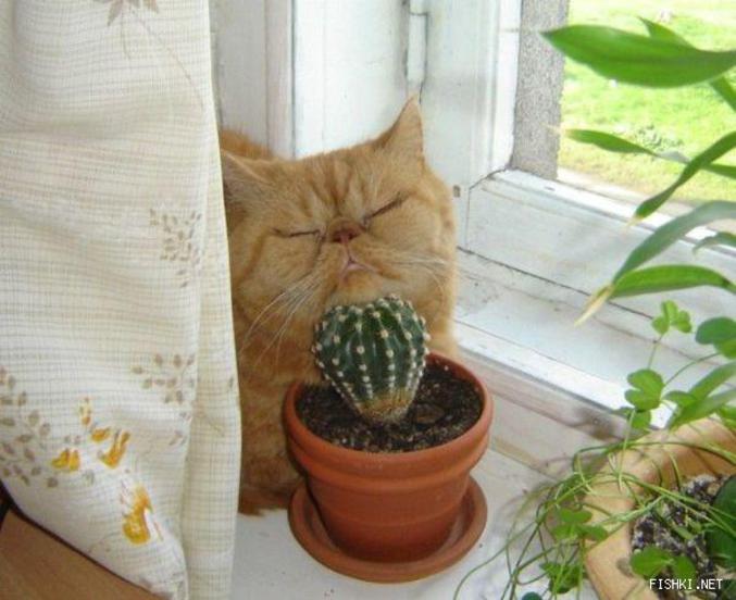 Un chat dort la tête collée à un cactus.