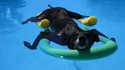 Kan le chien apprend à nager