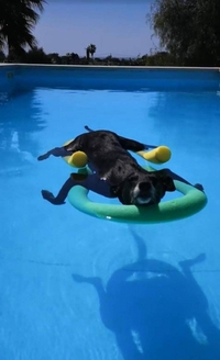 Kan le chien apprend à nager