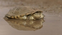 Une tortue contente d'être là